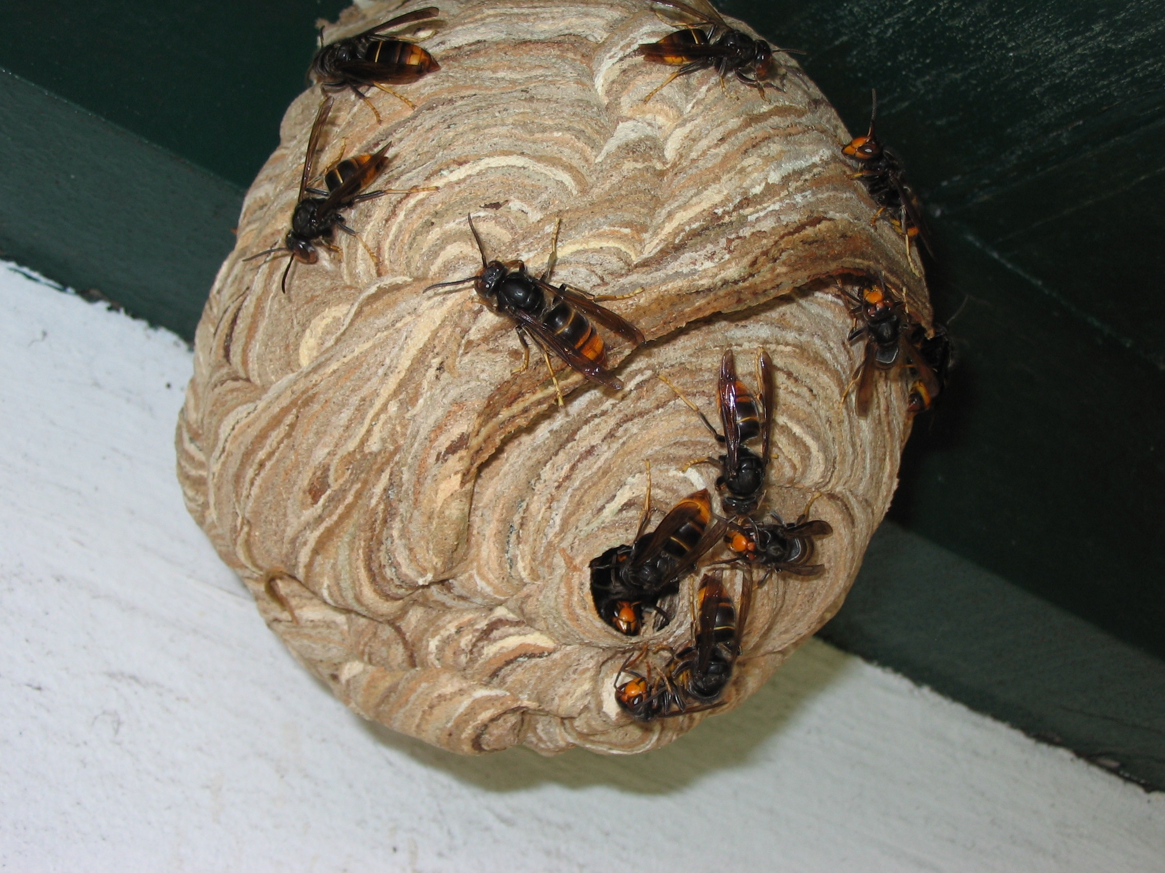 nid de frelons brissac 2